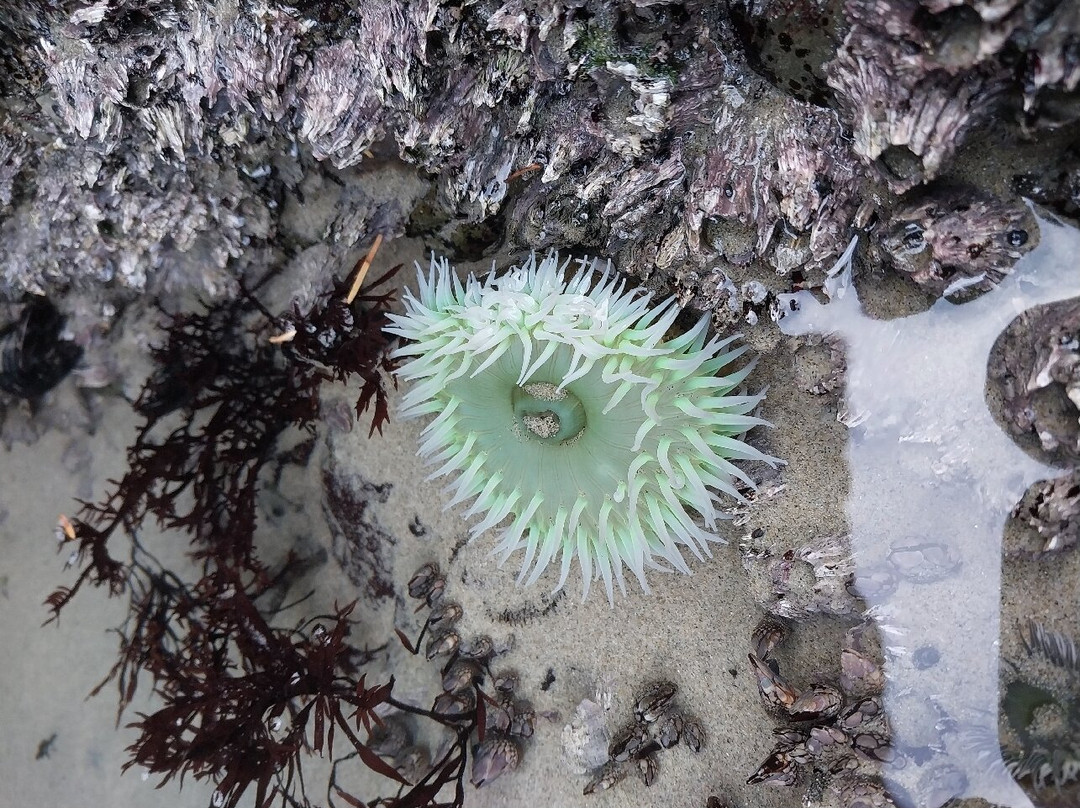 Yachats coastline-亚查茨必去景点