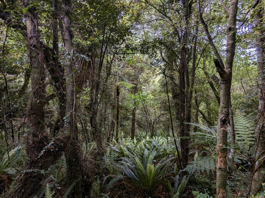 Ōrokonui Ecosanctuary-但尼丁必去景点