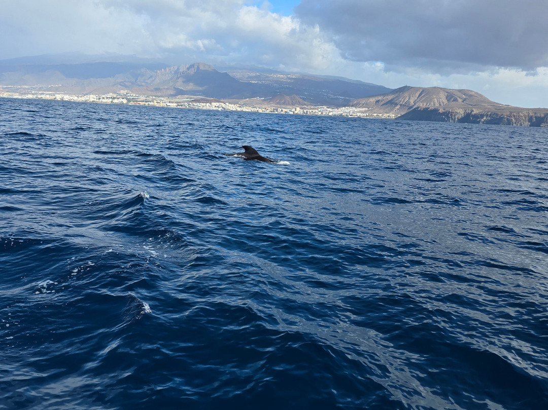 Neptuno Whale Experience Tenerife-特内里费岛必去景点