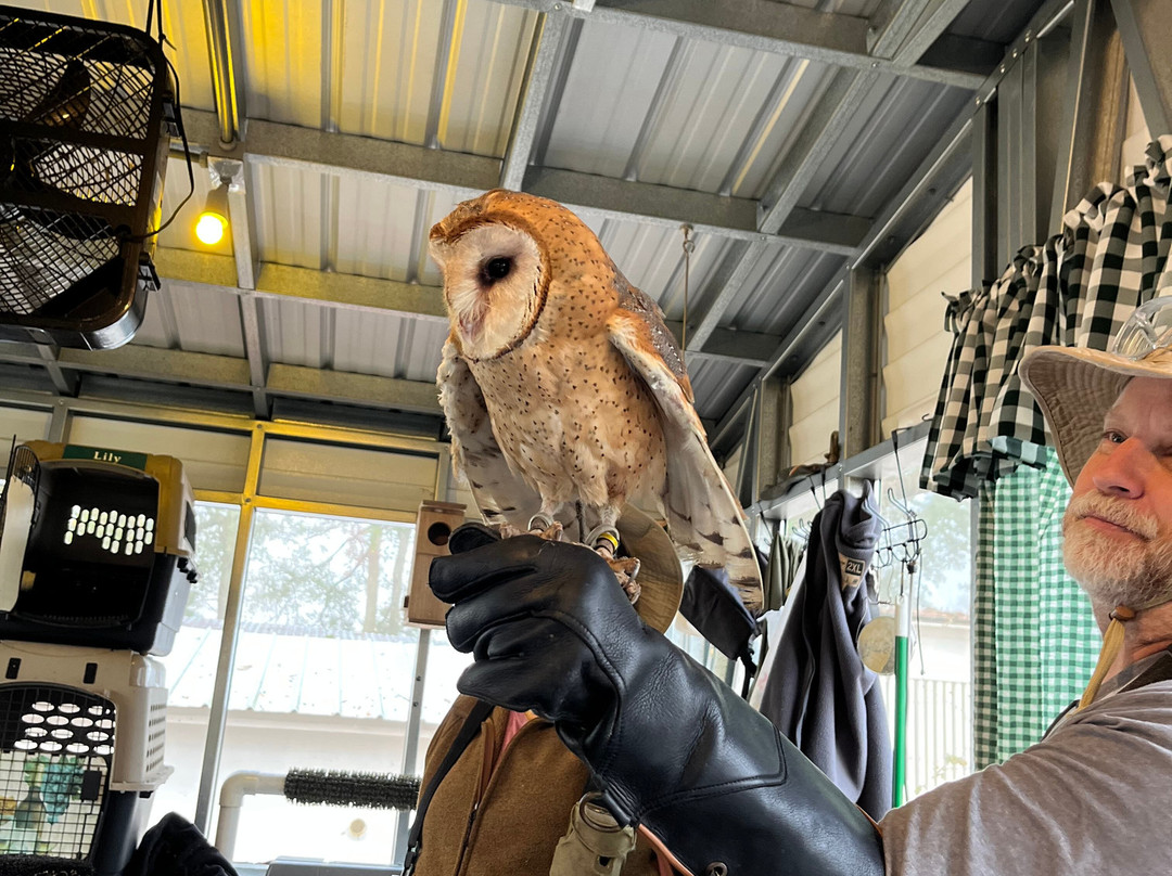 International Falconry Academy-Live Oak必去景点
