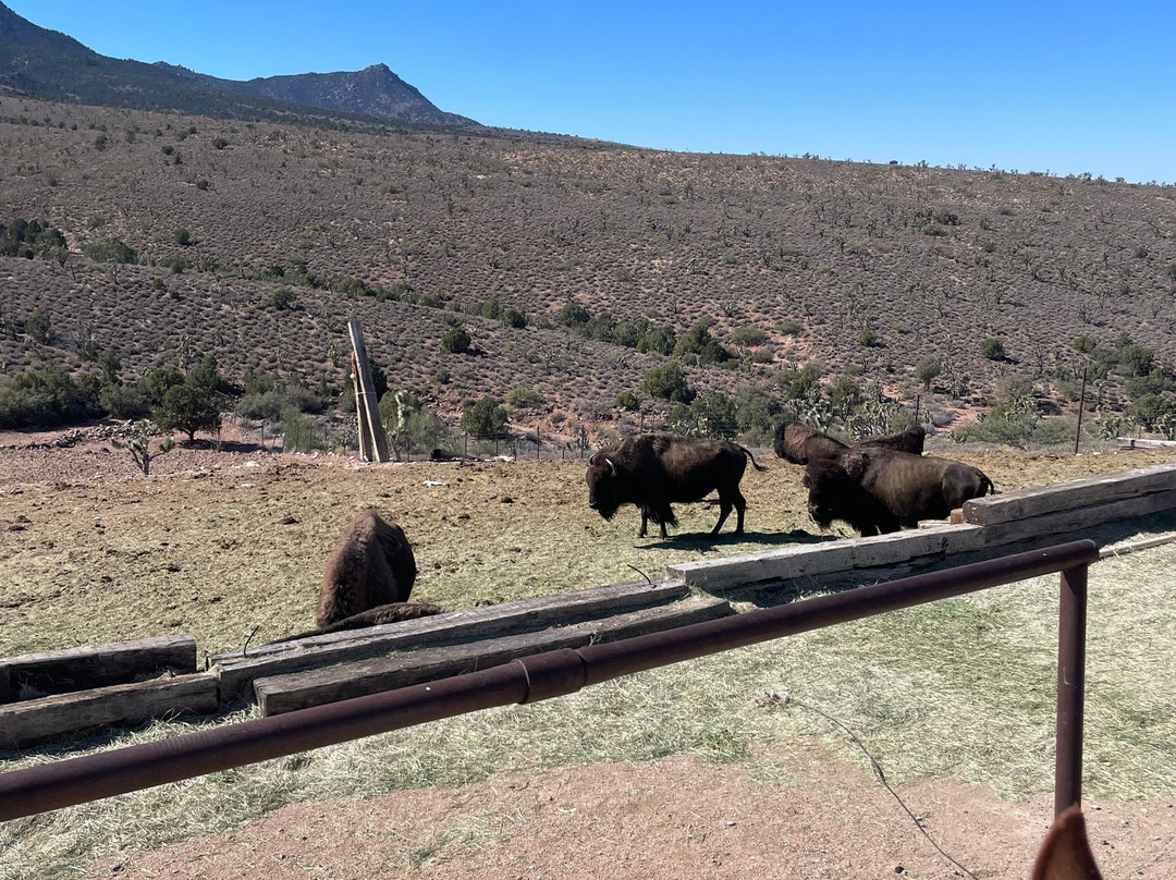 Grand Canyon Western Ranch-Meadview必去景点