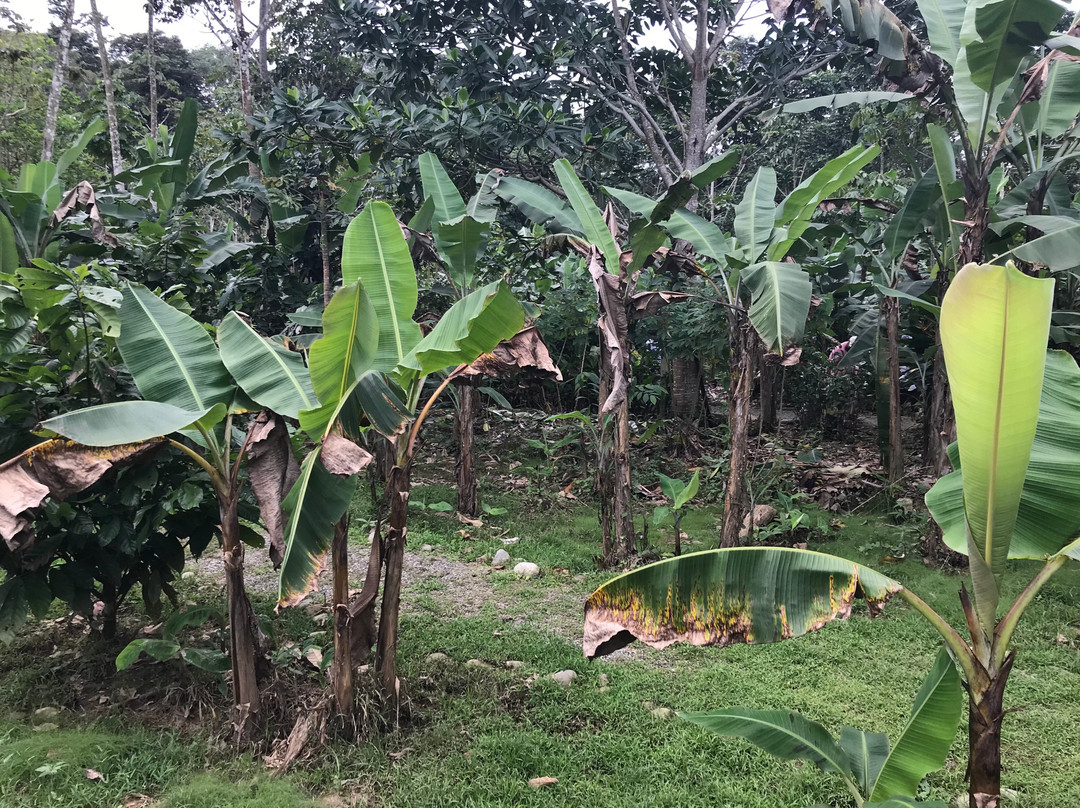 Banana Plantation Tour And Gift Shop景点图片