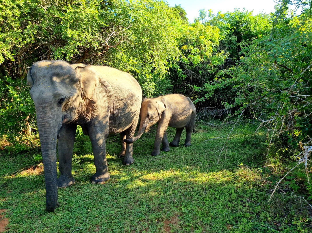 Shan Lanka Tours - Travel with Rukmal景点图片