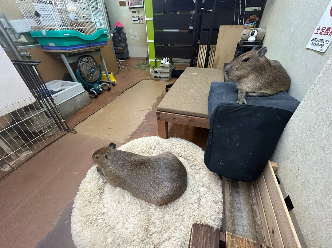 Capybara Land PUIPUI-横滨市必去景点