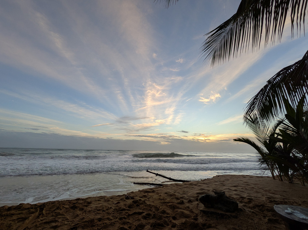 Island Plantation主图