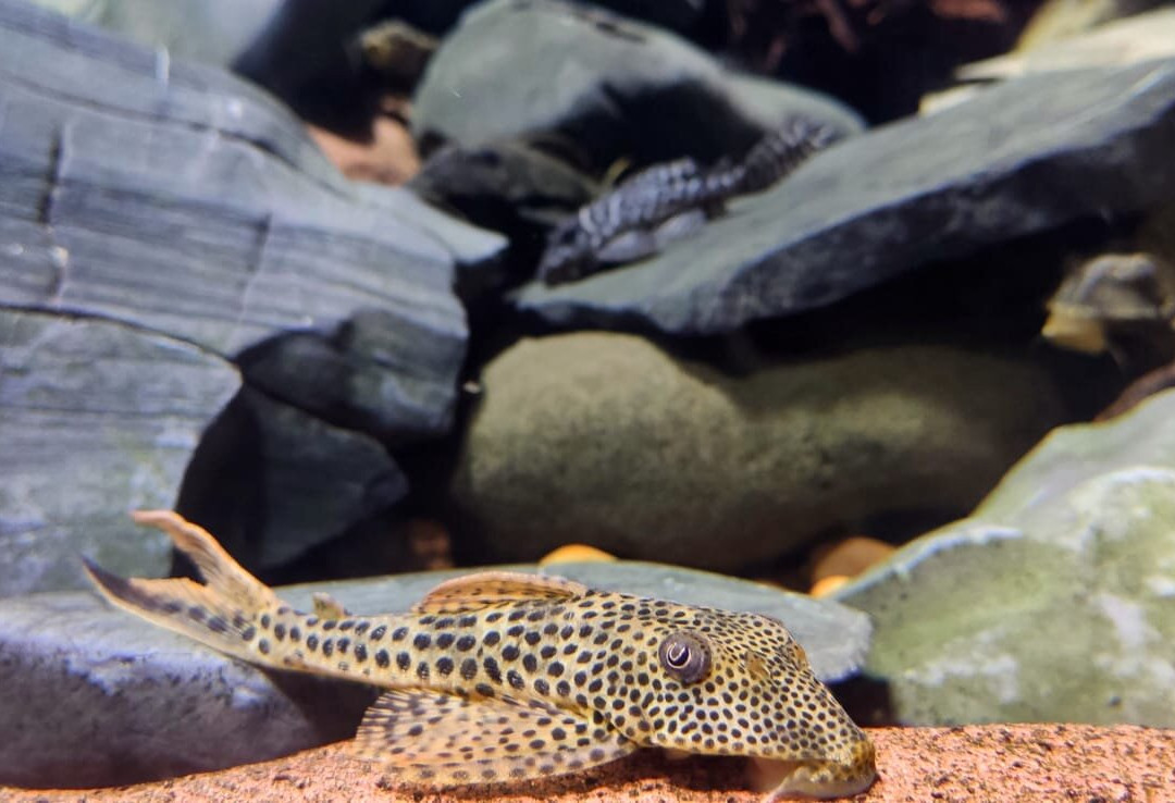 Bioparque Pantanal-大坎普市必去景点