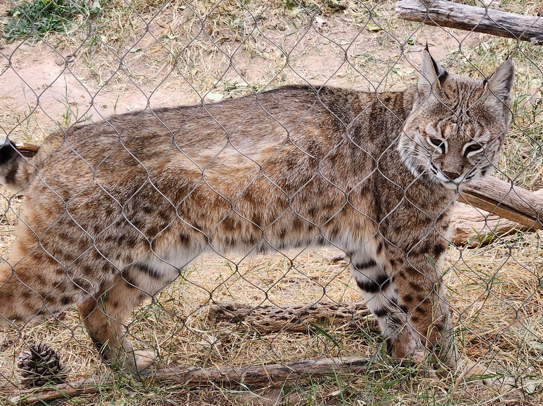 Living Desert Zoo and Gardens State Park景点图片