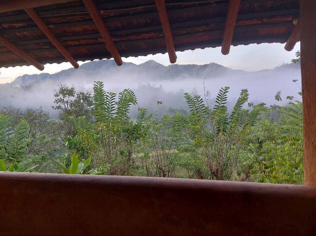 Rainforest Edge主图