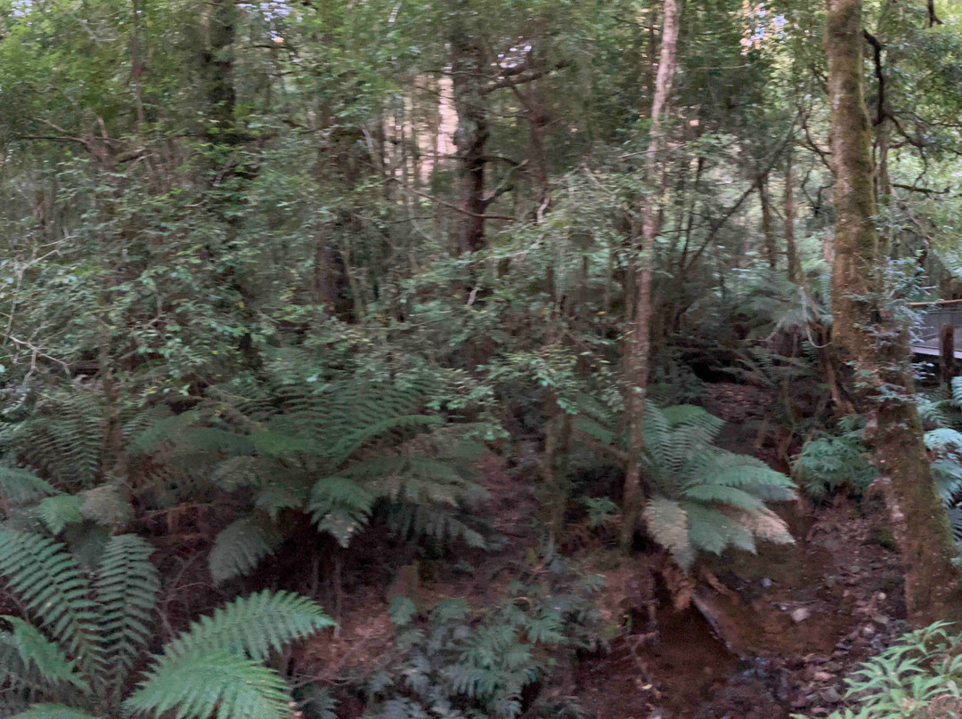Wirrawilla Rainforest Walk景点图片