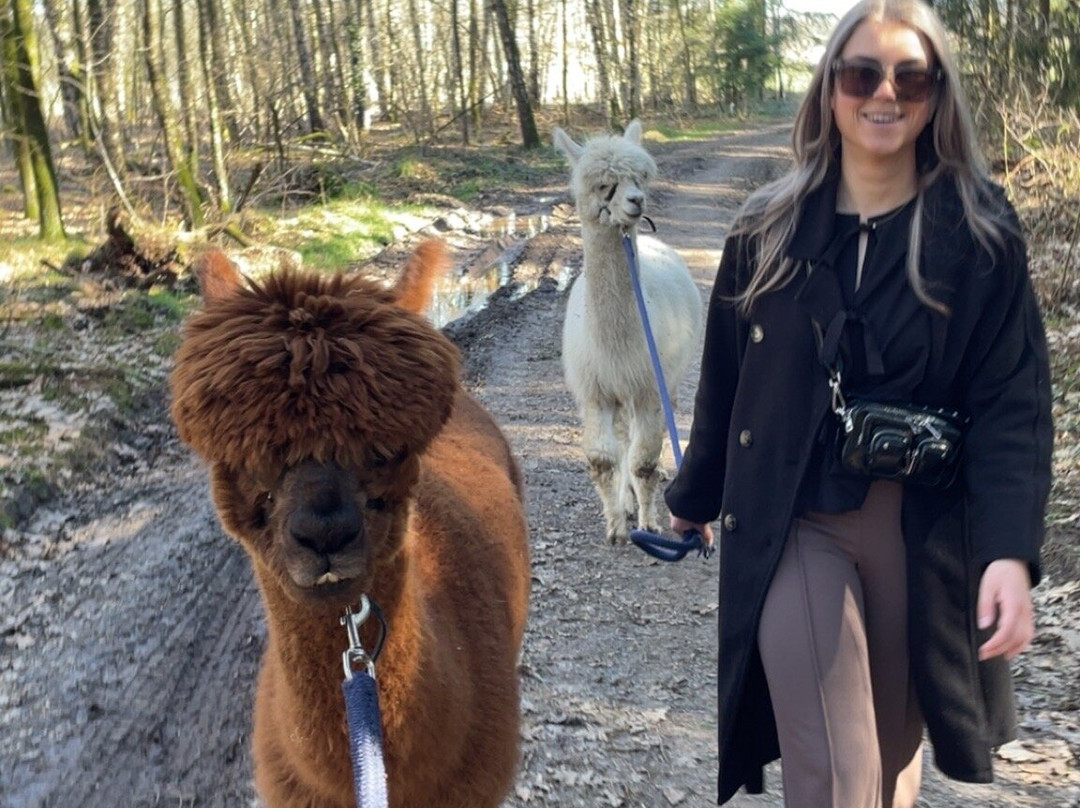 Alpacafarm Riethoven景点图片
