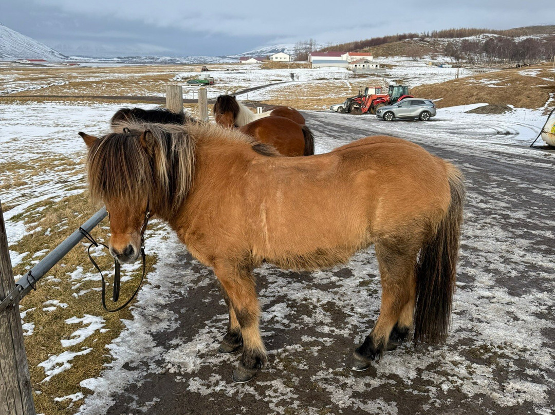 Polar Hestar-阿克雷里必去景点