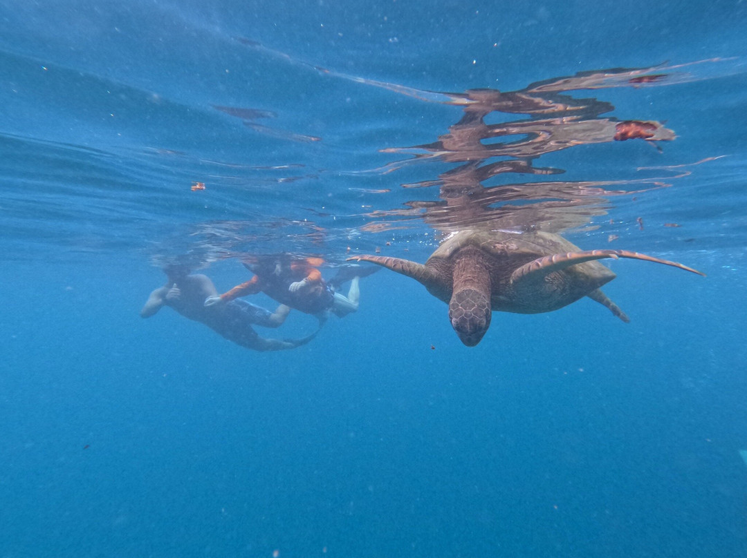 Kali & Kato's Rarotonga Turtle Tours-Takitumu District必去景点