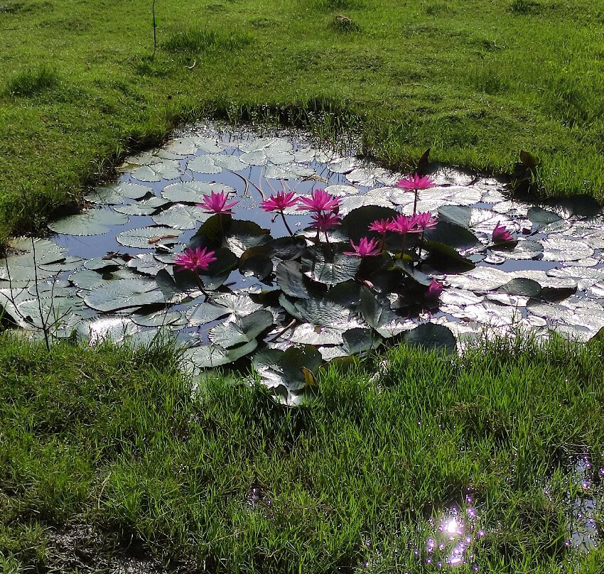 Blue Wild - Yala主图