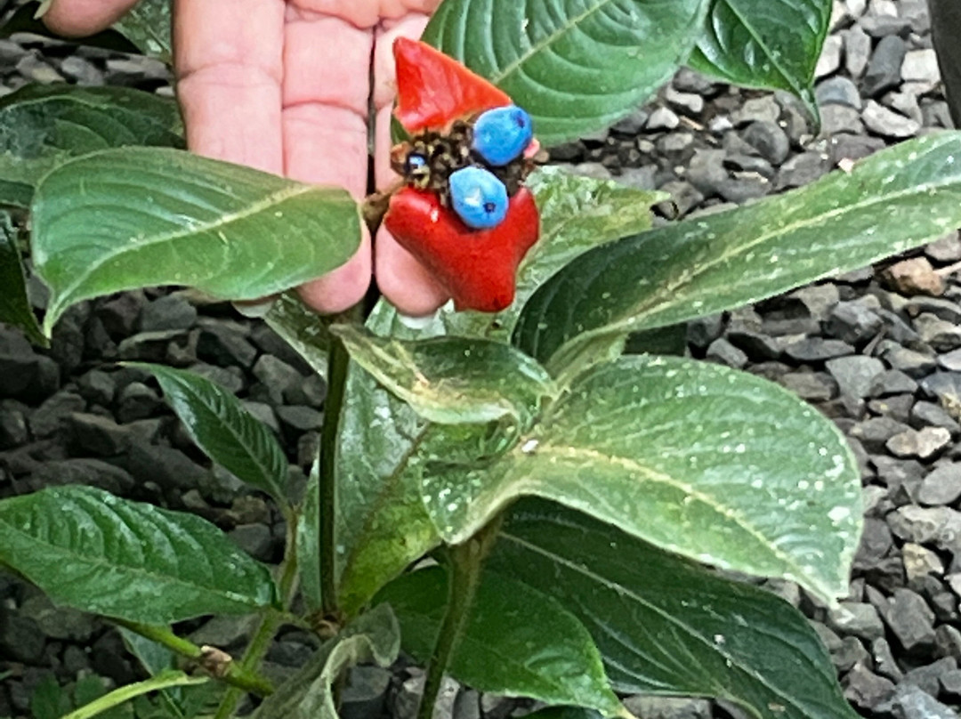 Royal Butterflies景点图片