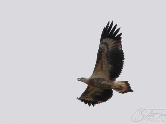 Silent Tours Kununurra-库努纳拉必去景点