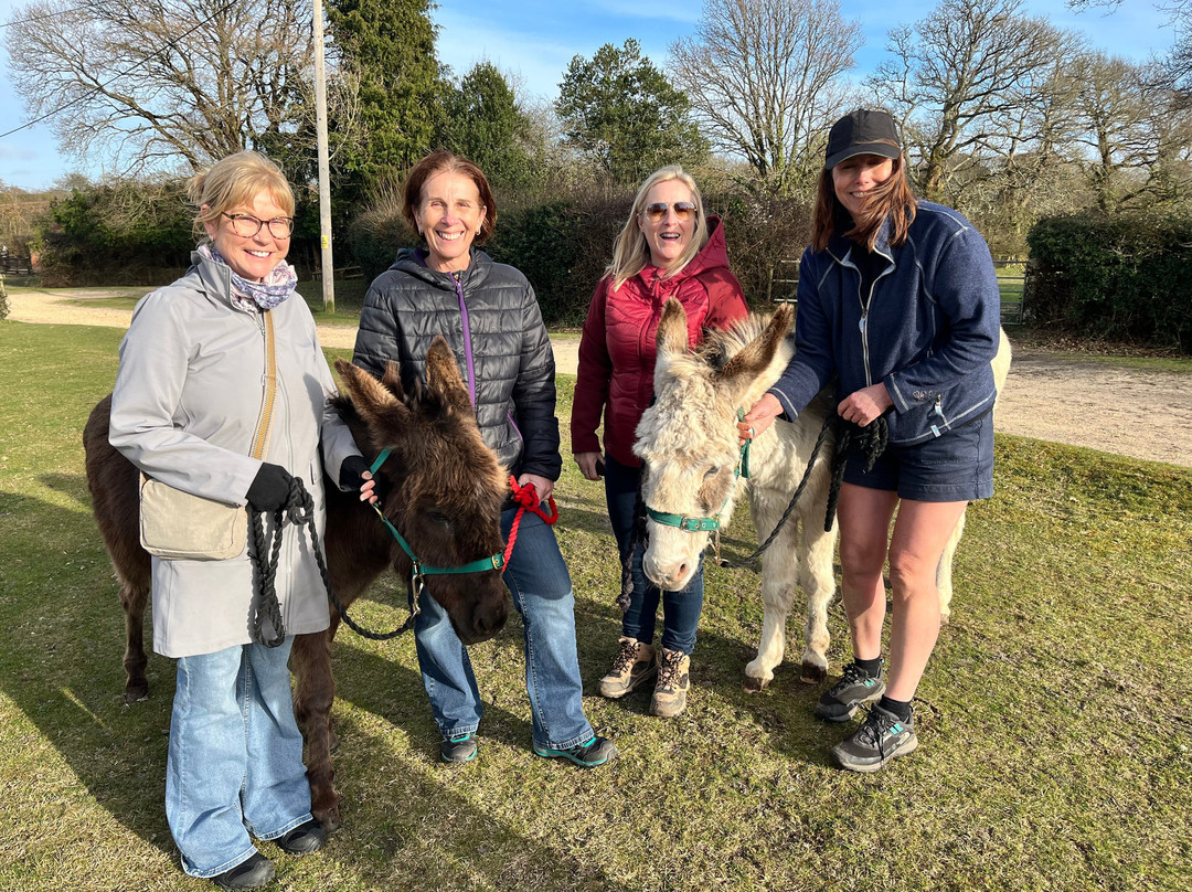 Brockenhurst Donkey Walks景点图片