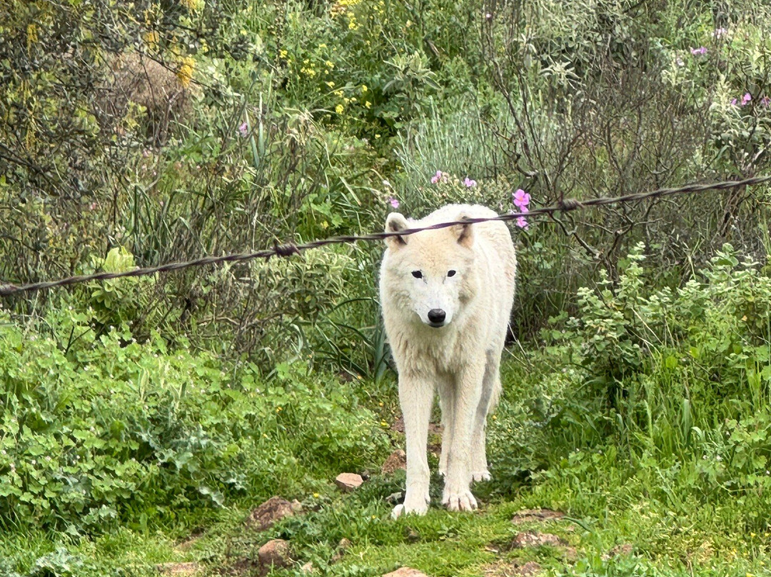 Lobo Park-安特克拉必去景点