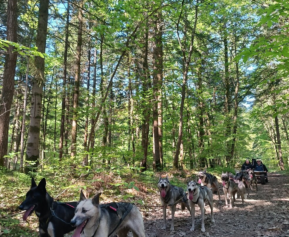 Sled Dog Ride-Saint-Symphorien必去景点