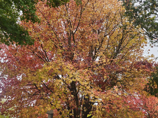 Walcha's Open Air Gallery of sculptures and artworks-Walcha必去景点