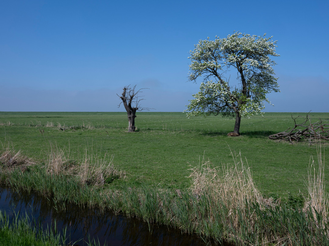Paard van Marken景点图片