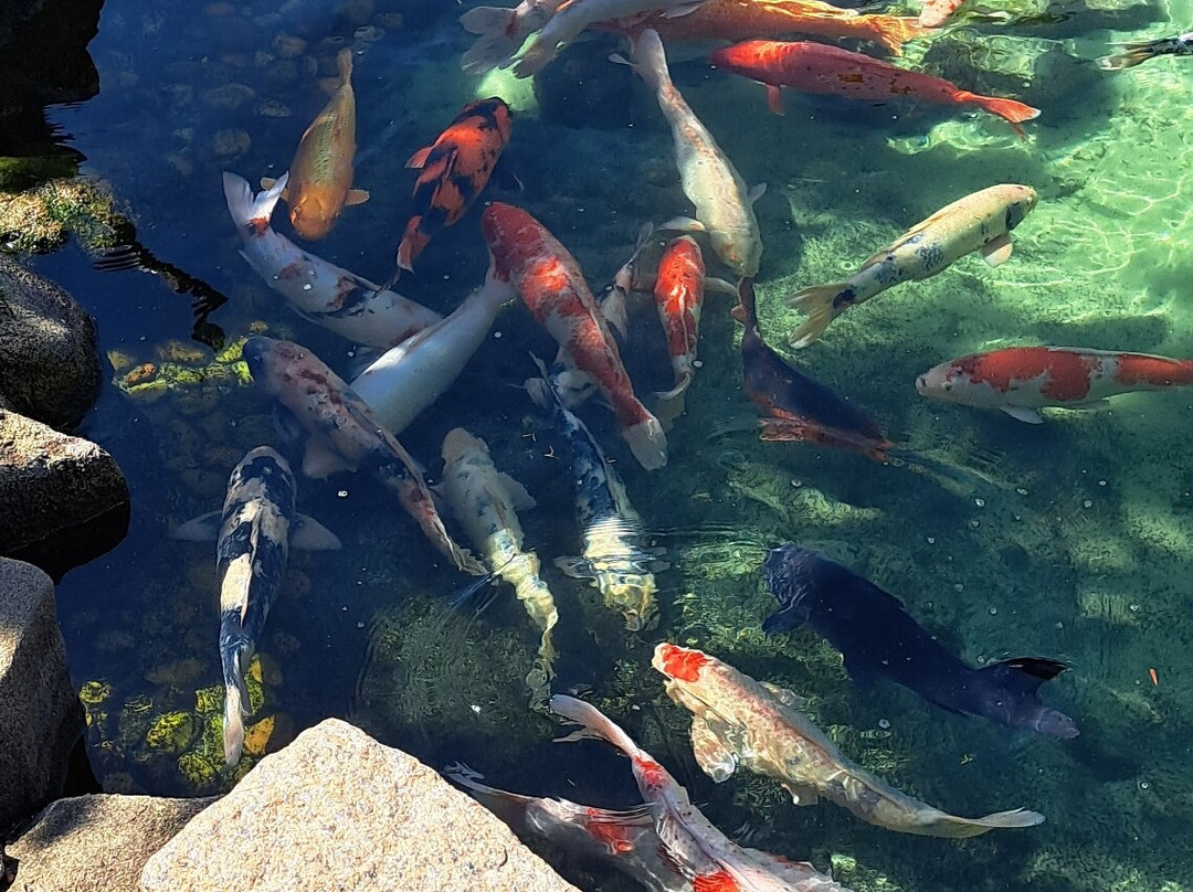 Parque Maeda-伊图必去景点