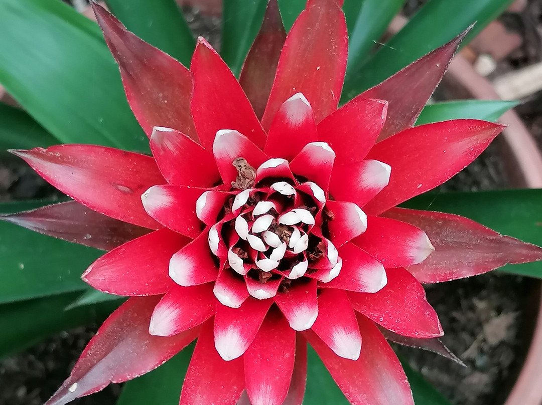 Schmetterlingsfarm Trassenheide景点图片