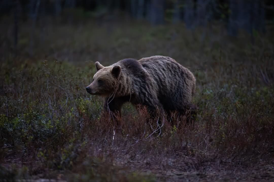 Wild Nordic-Jarbo必去景点