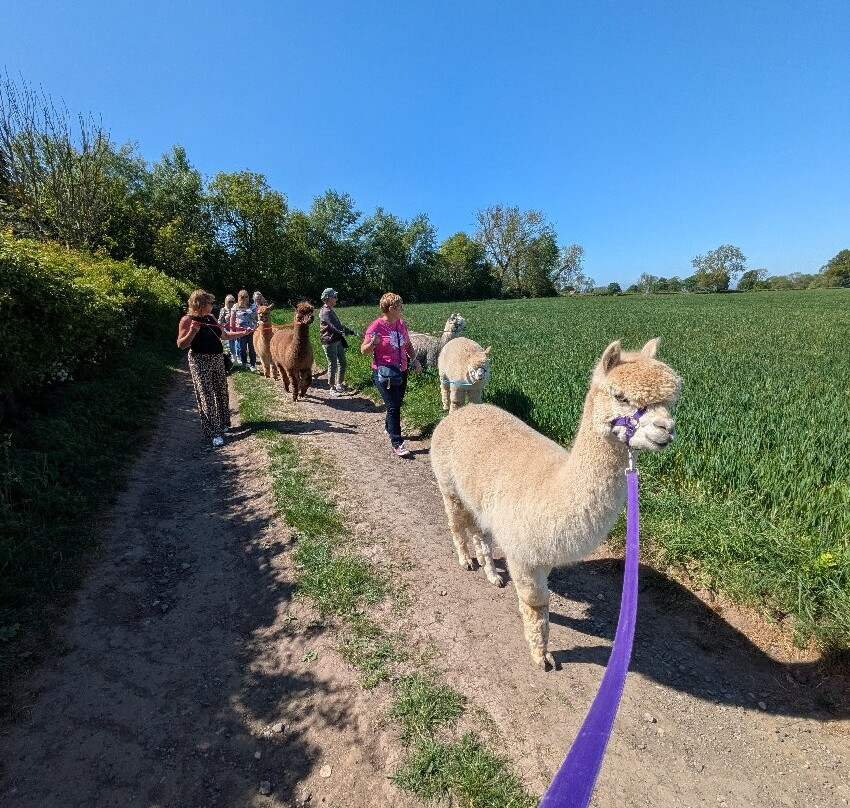 Butterwick Alpaca Retreat and Trekking-马尔顿必去景点