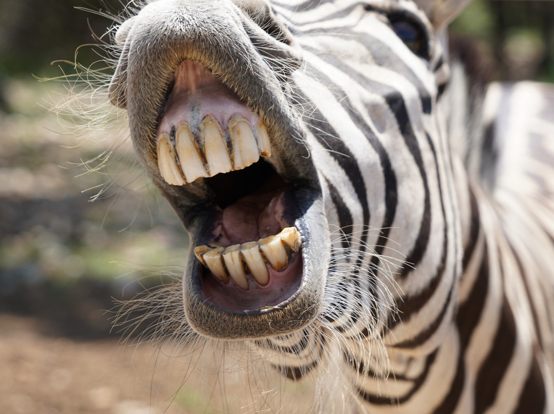 天然桥野生动物牧场-圣安东尼奥市必去景点