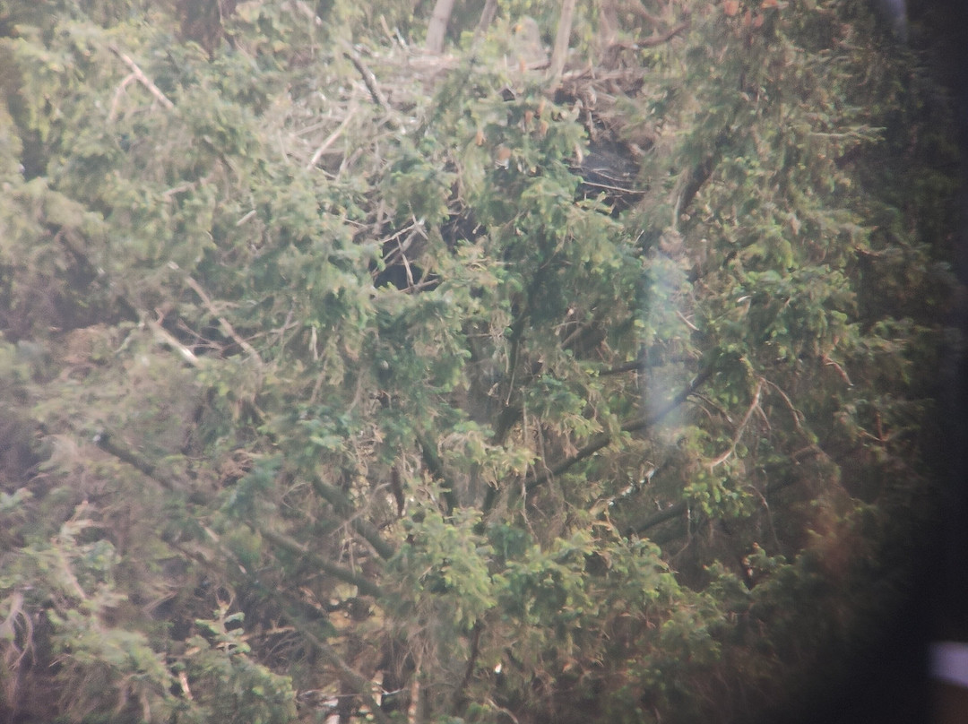 Wildlife on Mull-马尔岛必去景点