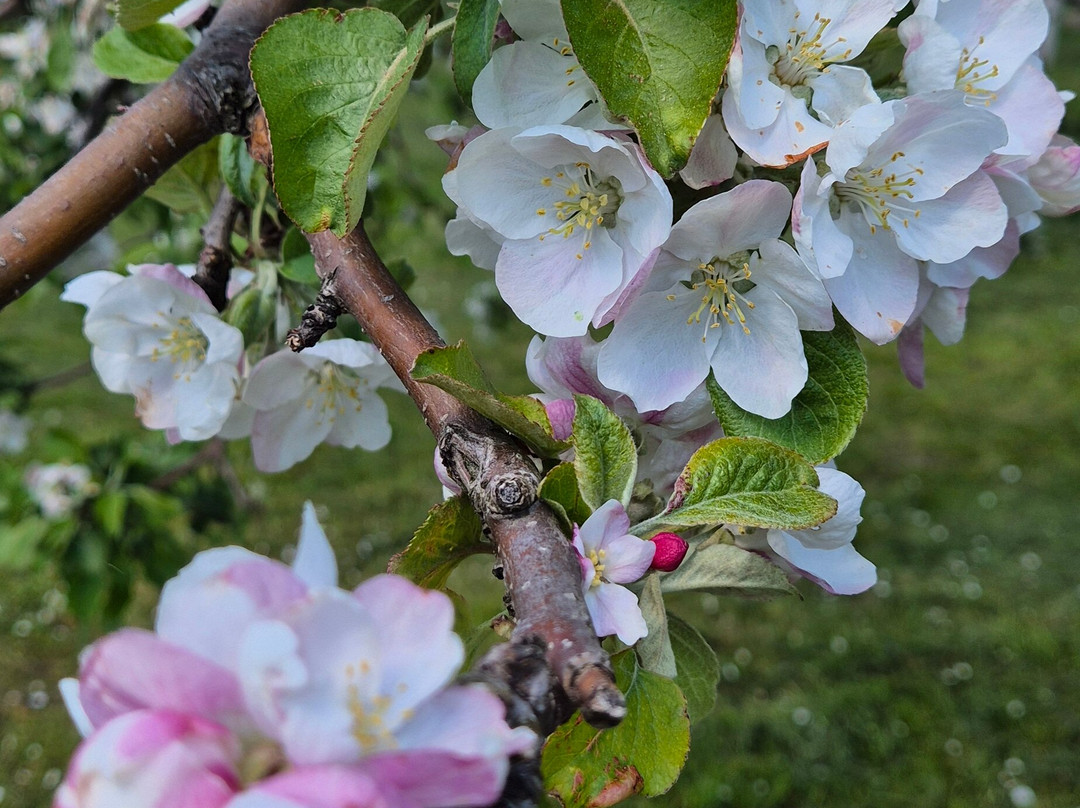 Mitropolichiy Garden-Rostov必去景点