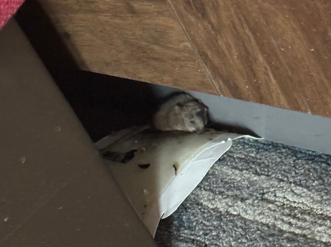 Hampton Inn & Suites Madera主图