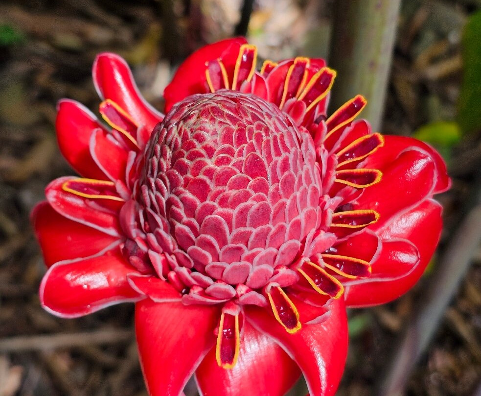 Habitation Clement-Le Francois必去景点