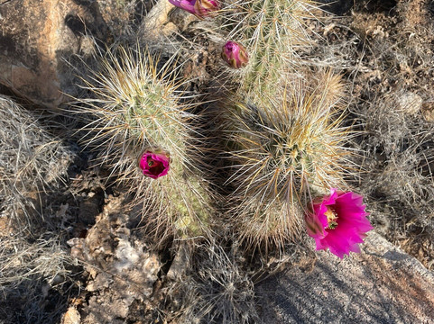White Tank Mountain Regional Park-Waddell必去景点