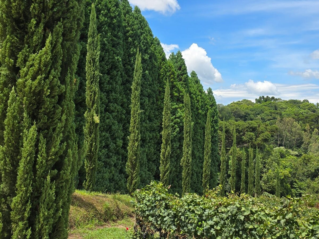 La Grande Bellezza Vinícola景点图片