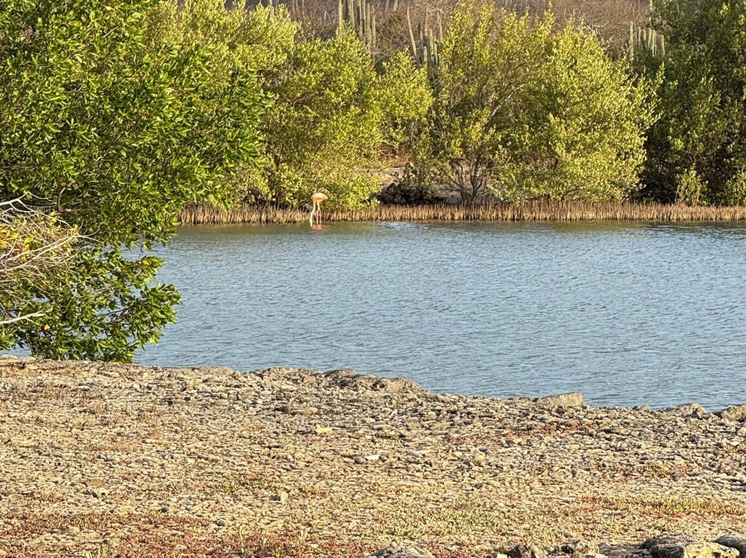 Flamingo Sanctuary Sint Willibrordus-Sint Willibrordus必去景点