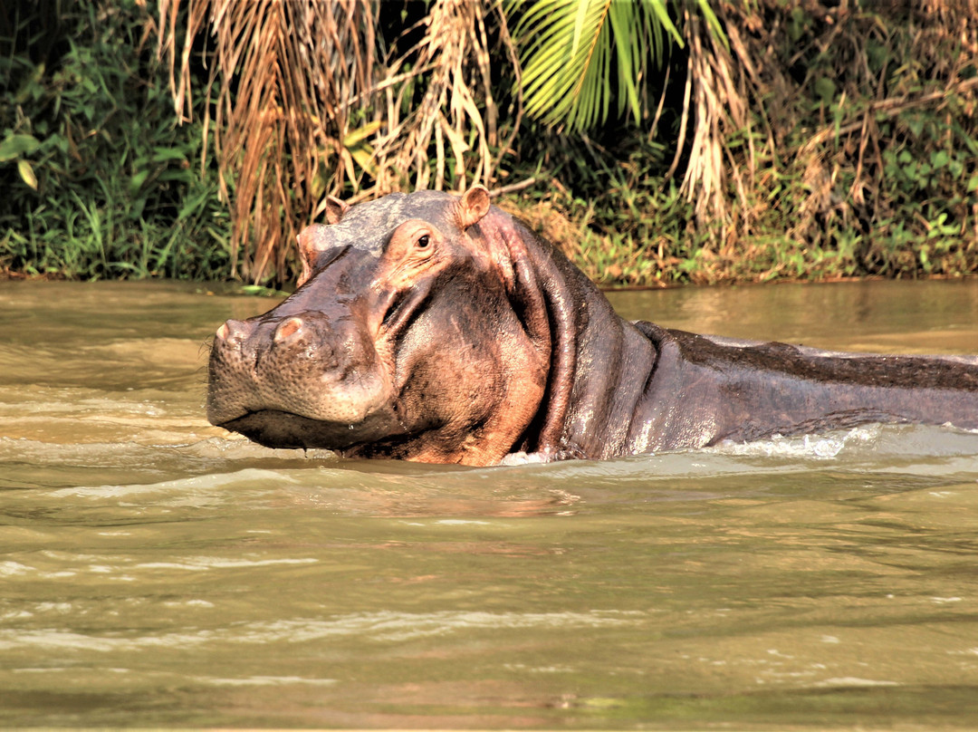 Réserve Naturelle de Gorilles de Lésio-Louna-Léfini-布拉萨市必去景点