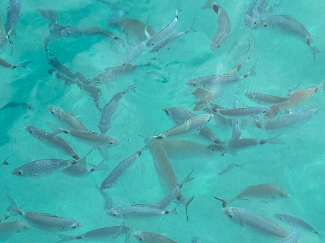 Trident SpeedBoat Cruises-Kavos必去景点