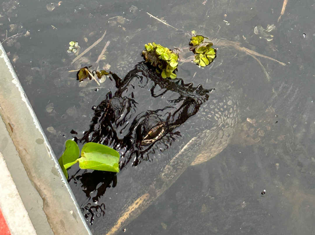 Atchafalaya Basin Landing & Airboat Swamp Tours景点图片