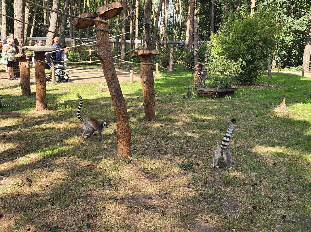Yorkshire Wildlife Park景点图片