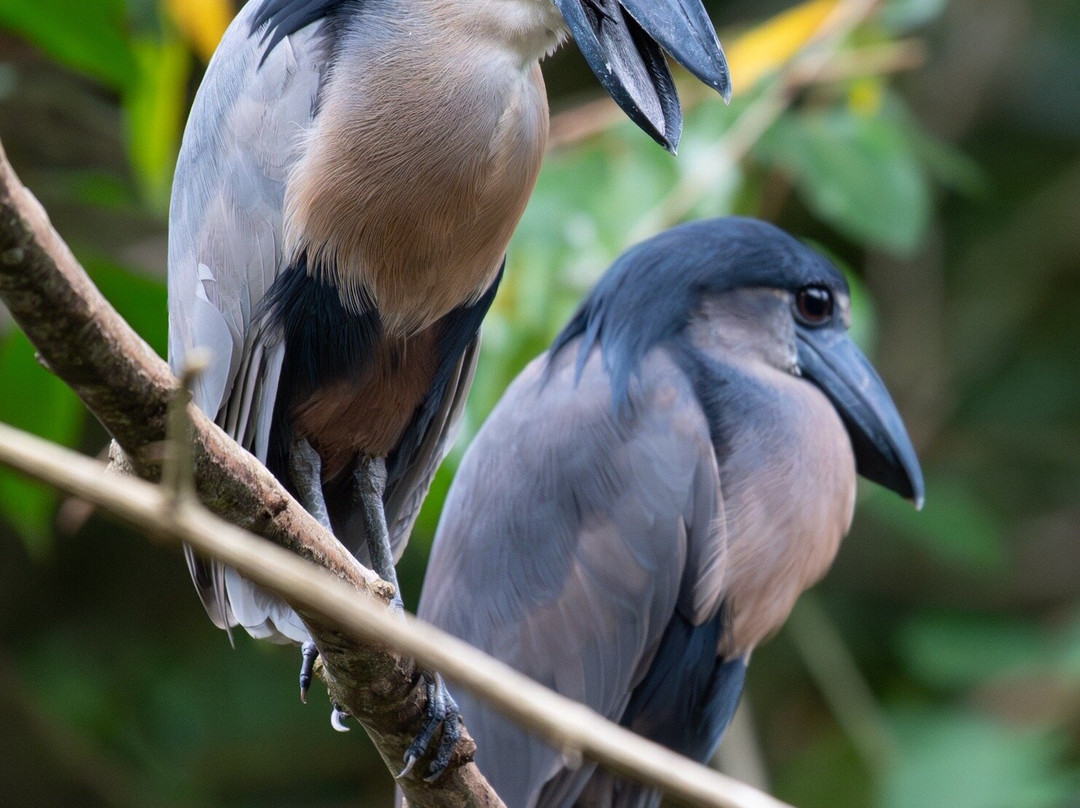 Osa Birders Tours-Puerto Jimenes必去景点