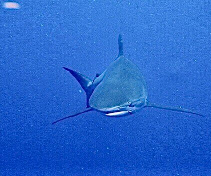 Calypso Dive Charters-Riviera Beach必去景点