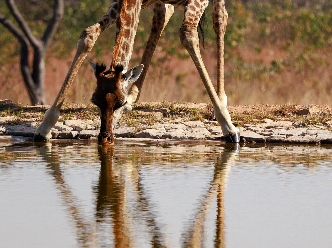 Kartula Marula Adventures-Steenbokpan必去景点