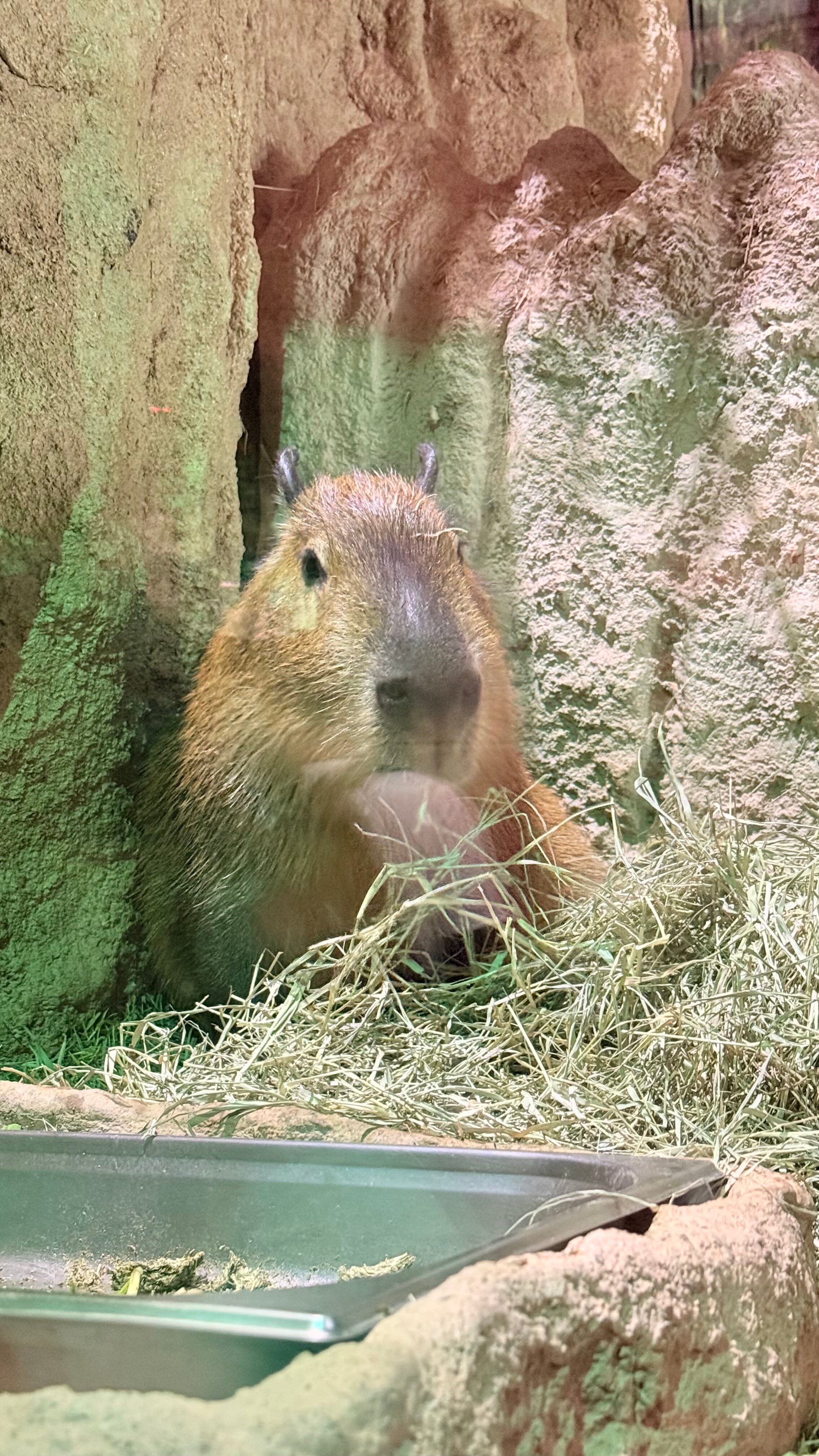 Oceanic Aquarium用户实拍