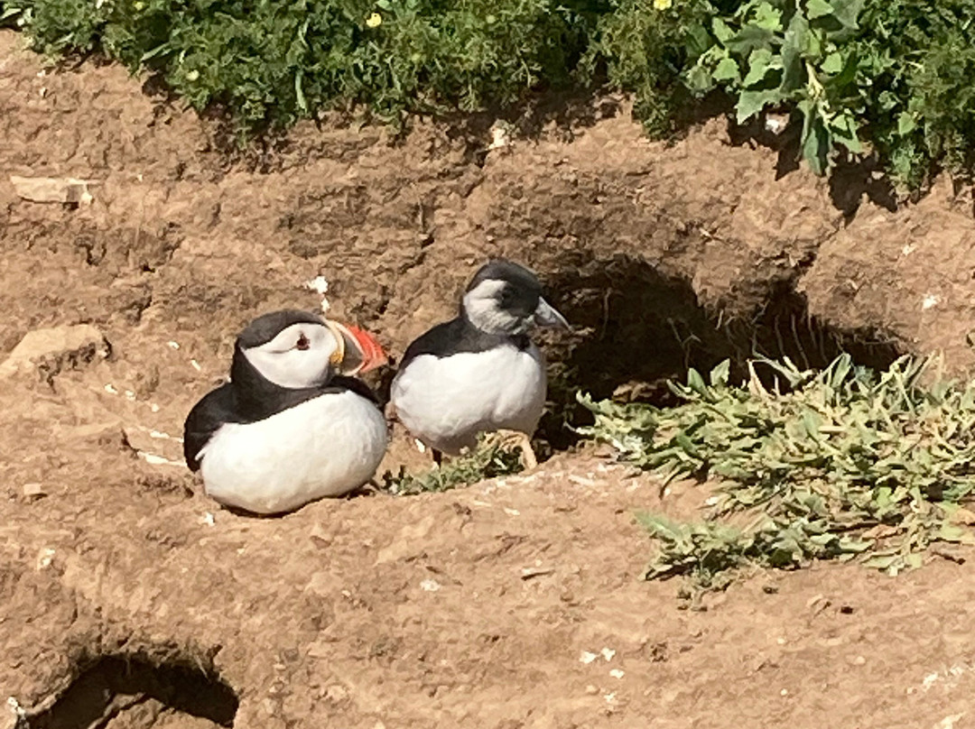 Pembrokeshire Islands Boat Trips-Skomer Island必去景点