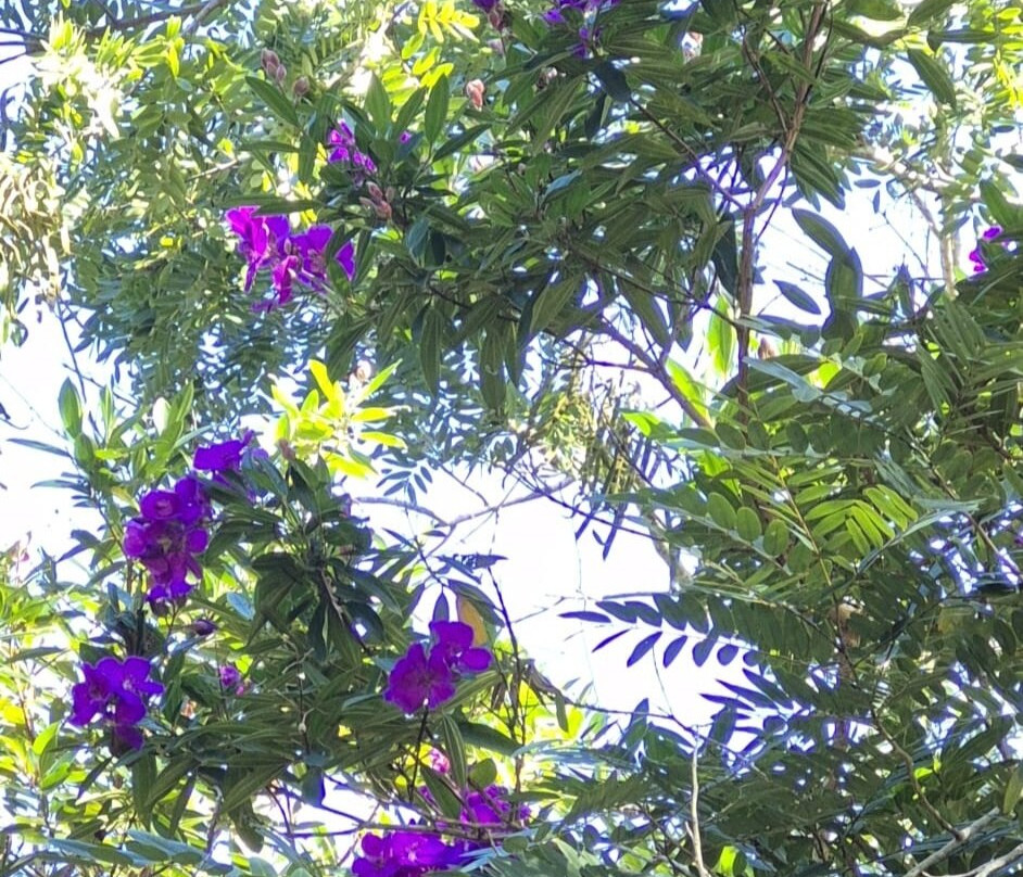 Noosa Botanic Gardens-Cooroy必去景点