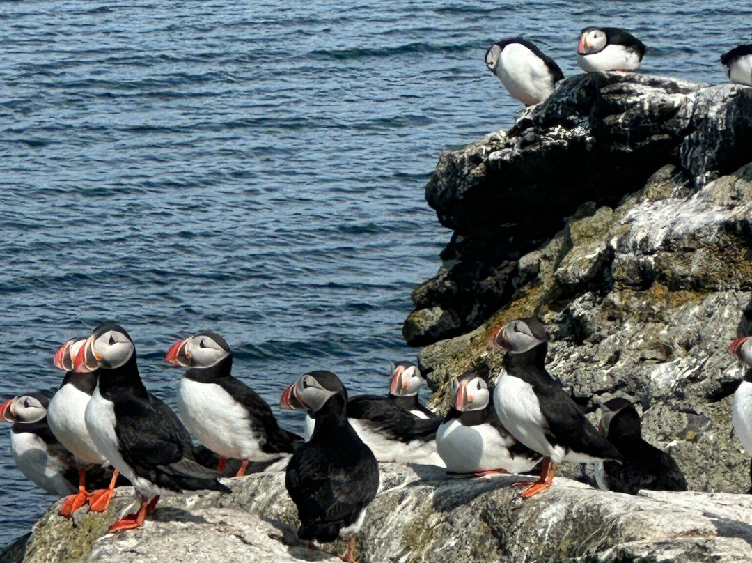 Vigur Island-伊萨菲厄泽必去景点