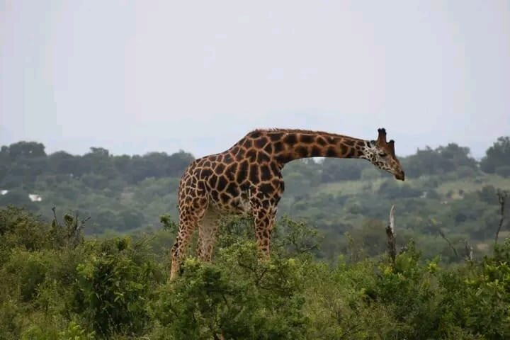 Benjamin Safaris-Kilifi必去景点