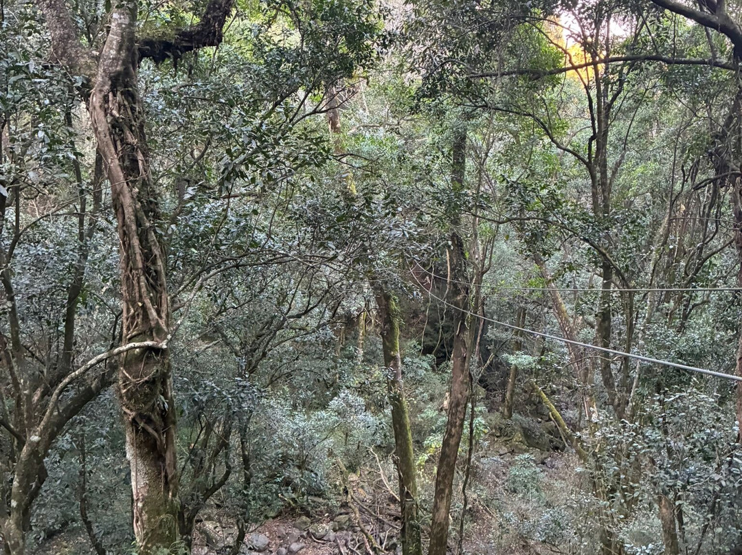 Drakensberg Canopy Tour-Cathkin Park必去景点