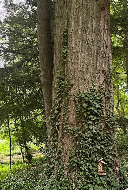 Cottonwood Inn主图